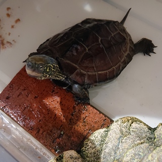 元気なクサガメ1歳です！