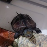元気なクサガメ1歳です！ サムネイル2