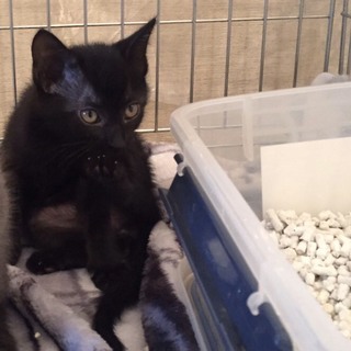 元気な黒子猫ののちゃん