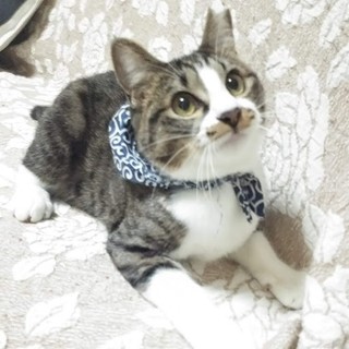 スエーデンの環境活動家のグレタちゃんみたいな猫