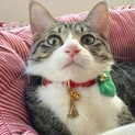 募集は一時停止します