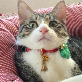 募集は一時停止します