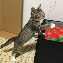 三鷹でクリスマス譲渡会❤️大人も子猫もいろいろきますよ。