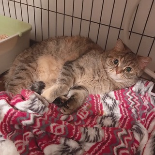 スコティッシュフォールドとチンチラのMIXの女の子