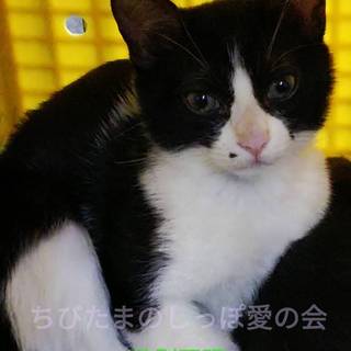 5匹の持ち込み子猫達④最終期限27日！