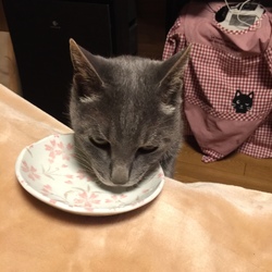 「続、仁義なきお魚パー」サムネイル2