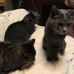 「続、仁義なきお魚パー」サムネイル3