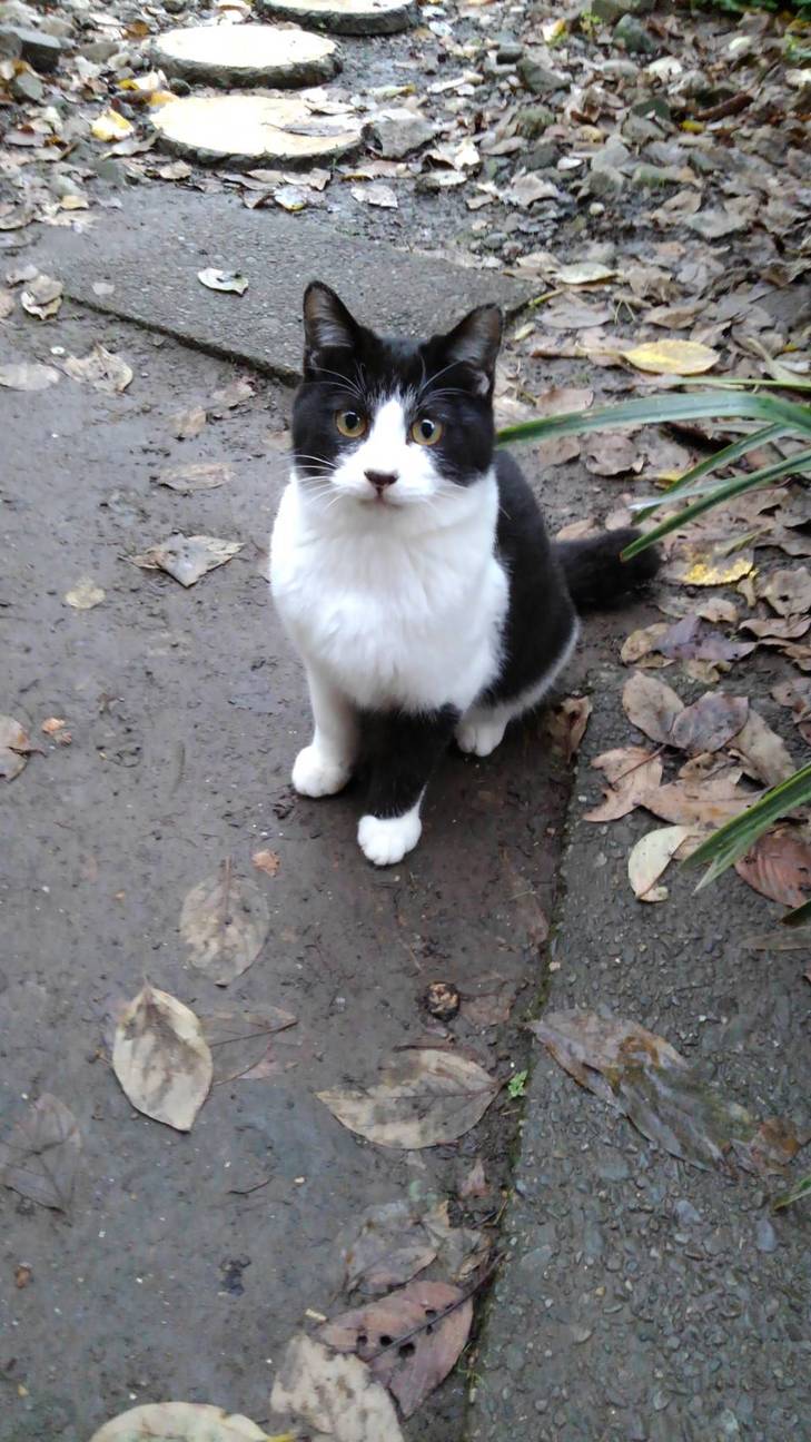 ハンドメイド黒白ハチワレこねこ 黒白ハチワレ子猫、あられちゃん」愛知県 - 猫の里親募集(469359) 1枚