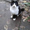 黒白ハチワレの子猫推定4ヶ月　男の子