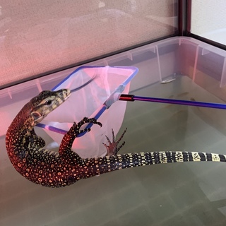 サルバトールモニター