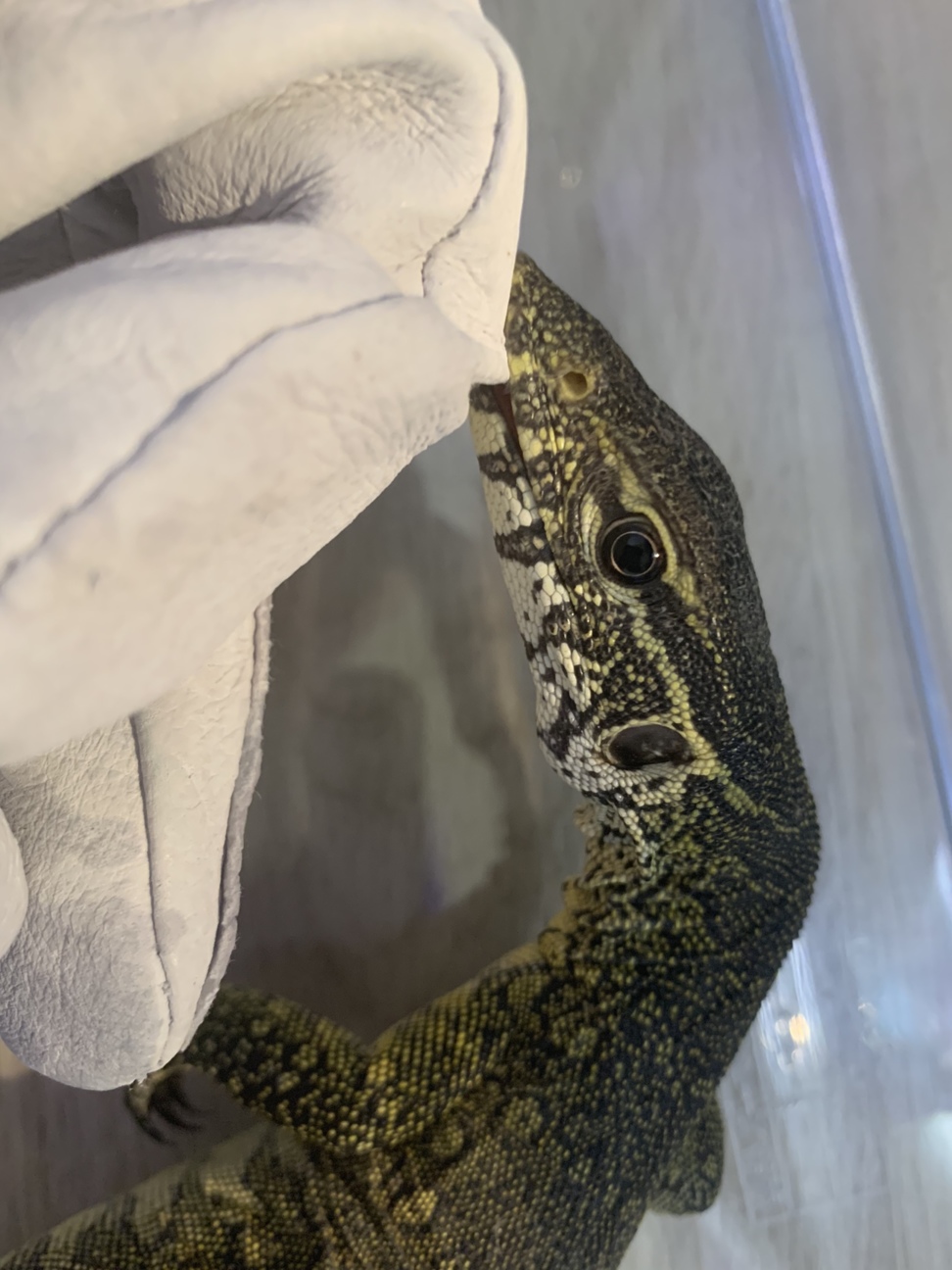 ナイルモニター 大阪府 爬虫類 他の里親募集 ペットのおうち 月間利用者150万人