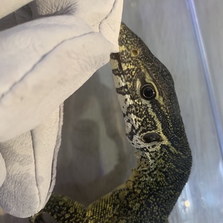 ナイルモニター