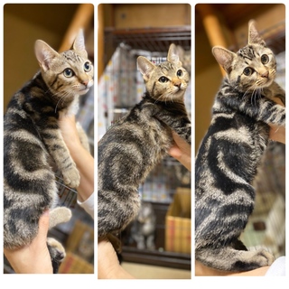 アメショ好きさん必見♡綺麗なタビー柄兄弟♡