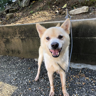 里親様決定しました✨✨ありがとうございます