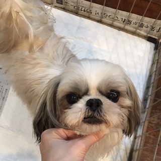 美犬シーズー5歳