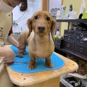 若々しいダックス君