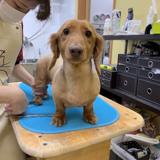 若々しいダックス君