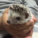 ハリネズミ      里親募集