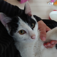 名前はつけていません