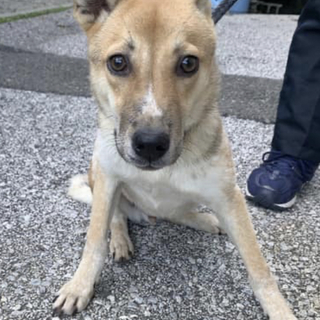 里親様決定しました‼️ありがとうございました