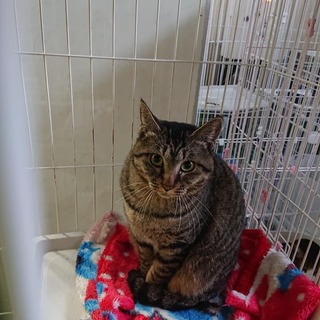 多頭持込猫等…残り１０匹※男の子用