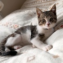 4ヵ月くらいの子猫ちゃん★男の子
