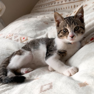 4ヵ月くらいの子猫ちゃん★男の子