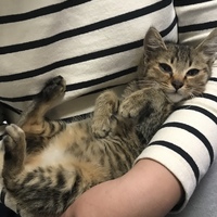 2ヶ月仔猫もずくくん♂