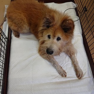 【感謝】繋がります！４年以上センターにいるムク君