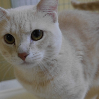 猫ちゃんの里親になってくださる方