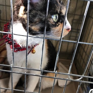 ありがとうございました！里親決定しました！