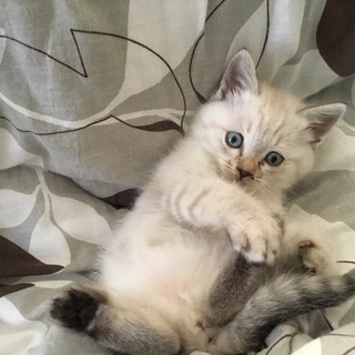 シャム柄Mixの雌子猫、里親募集！
