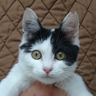 抱っこ大好きかまってちゃんの白黒女の子♪