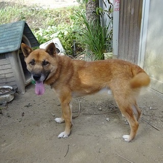 フィラリア陽性でも散歩が大好きジョン君。