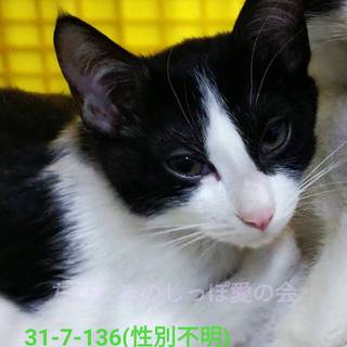 持ち込み5匹の子猫達⑤！最終期限27日！！