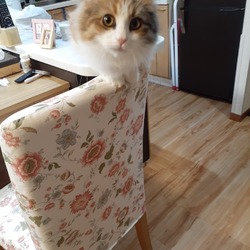 ノルウェージャンの運動能力