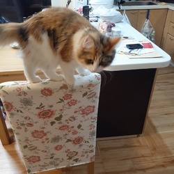 「ノルウェージャンの運動能力」サムネイル2