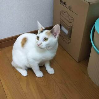 きれいな三毛ちゃん姉妹