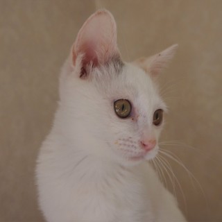 でら！ターファー！