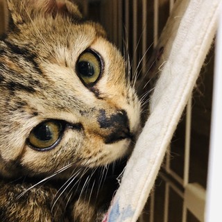 ありがとうございました。