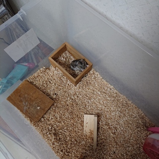 ジャンガリアンハムスター  2匹