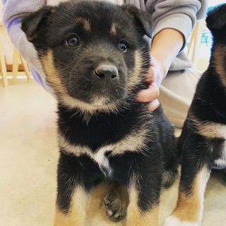 くまさんみたいな子犬ちゃん