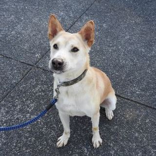 均整の取れた体格でフレンドリーな男子です