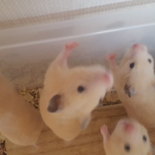 キンクマ　生後２ヶ月