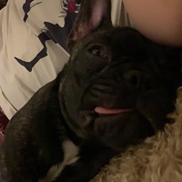 ほたて