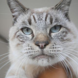 人が大好き、ホワイトタイ」大阪府 - 猫の里親募集(295142