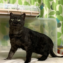 黒縞くん、幸せへの一歩！