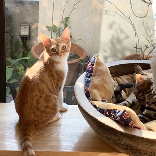 可愛い茶白のコウヘイ君