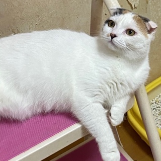 大人しくて手がかかりません（1匹飼い希望）