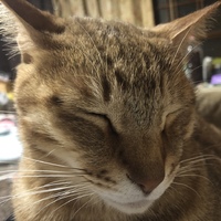 チャチャ